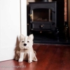 Dørstopper dyr - Lewis the Westie